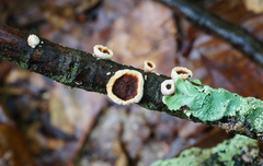 Scytinostroma artocreas