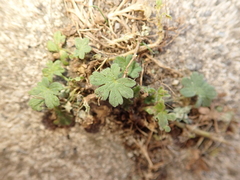 Geranium molle