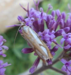 Catoptria