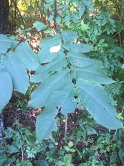 Juglans ailantifolia
