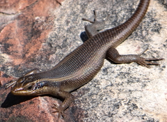 Trachylepis wahlbergii