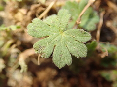 Geranium molle