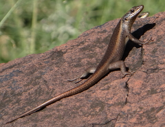 Trachylepis wahlbergii