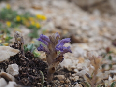 Camphorweed (Camphorosma)