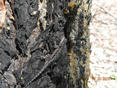 Sceloporus lemosespinali