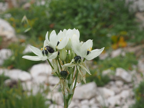 Ornithogalum arabicum (Ornithogalum arabicum)