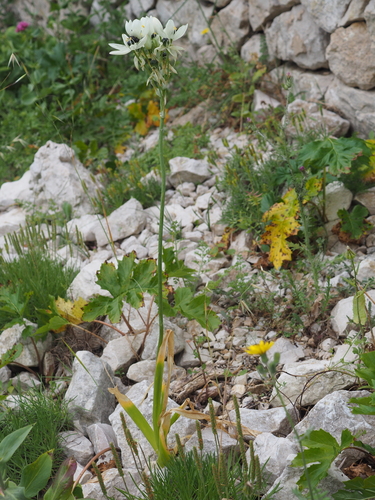 Ornithogalum arabicum, photograph 6