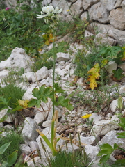 Ornithogalum arabicum, photograph (c) Augustin Soulard, some rights reserved (CC BY)