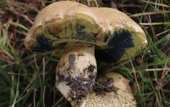 Caloboletus radicans