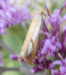 Catoptria