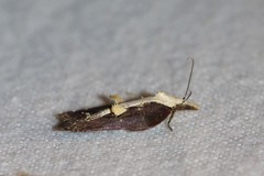 Acleris cristana