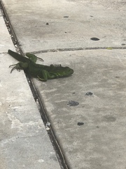 Iguana iguana