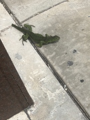 Iguana iguana