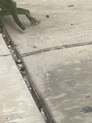 Iguana iguana