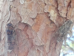 Cicada cretensis