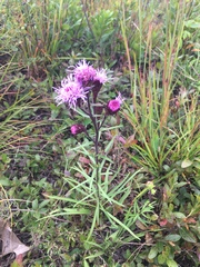 Liatris novae-angliae