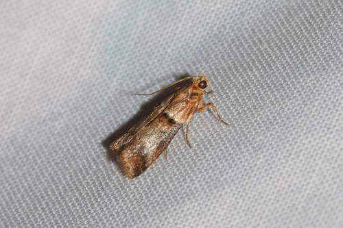 Scarce oak knot-horn, 5855 Well, Nederland, photo 5 of 10