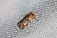 Acrobasis tumidana