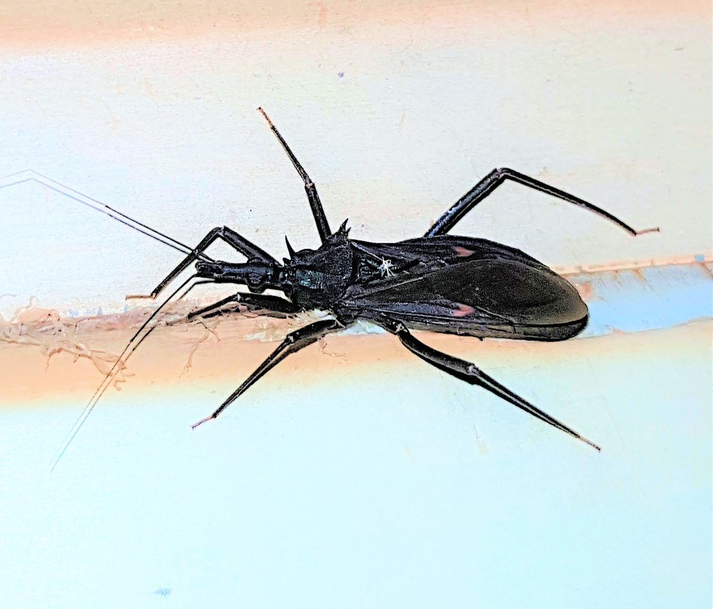 Eratyrus mucronatus