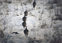 Meleagris gallopavo intermedia