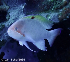 Pseudanthias hypselosoma