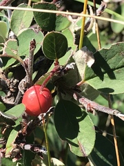 Cotoneaster integerrimus