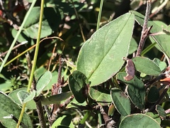 Cotoneaster integerrimus