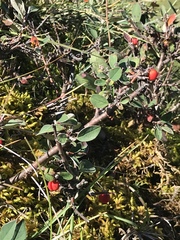 Cotoneaster integerrimus