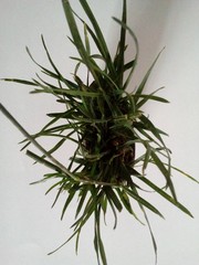 Lolium perenne