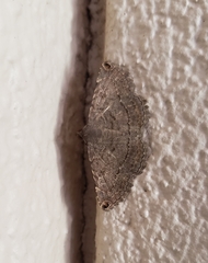 Toxonprucha clientis