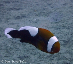 Amphiprion polymnus
