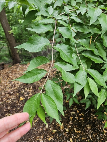 Lonicera maackii iNat (3)