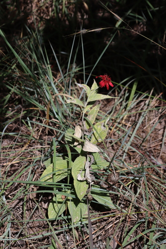Image of Erythrocephalum longifolium by (c) Tony Rebelo, some rights reserved (CC BY-SA)