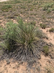 Yucca campestris