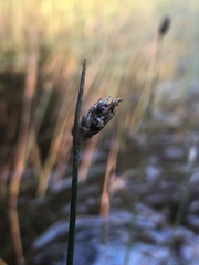 Schoenoplectus subterminalis