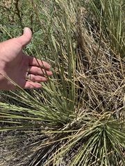 Yucca campestris