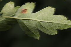 Gymnosporangium clavariiforme