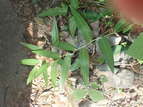 Polygonatum falcatum iNat (2)