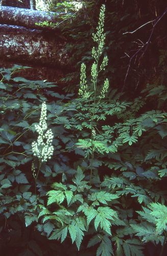 Mount Hood baneberry photographed in Washington