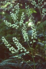 Actaea laciniata