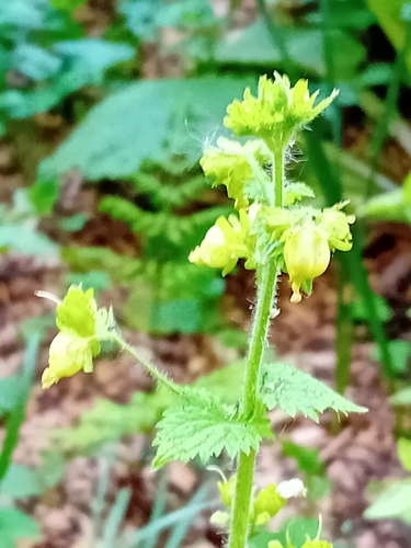 Image of Scrophularia vernalis by (c) SK53, some rights reserved (CC BY-SA)