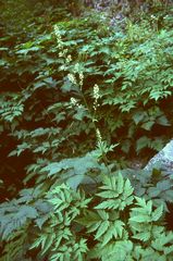 Actaea laciniata