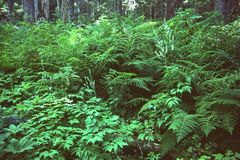 Actaea laciniata