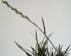 Lolium perenne