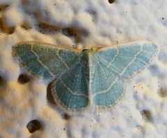 Chlorochlamys appellaria