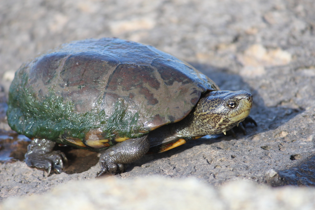 Sonoran Mud Turtle