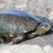 Sonoran Mud Turtle - Photo (c) Michael Price, some rights reserved (CC BY-NC-ND), uploaded by Michael Price