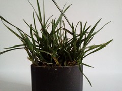 Lolium perenne