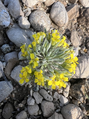 Reed's Twinpod (Physaria reediana)