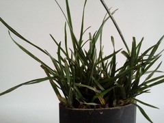 Lolium perenne